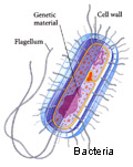 Bacterial infection